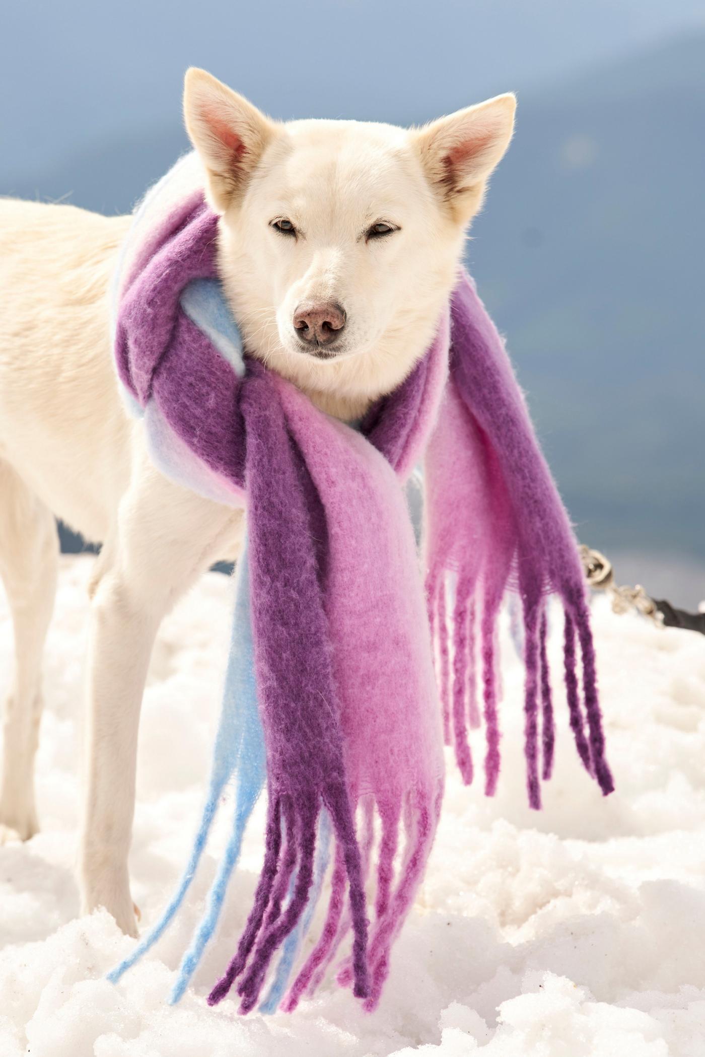 Ombre Winter Scarf - Purple Multi | Boston Proper